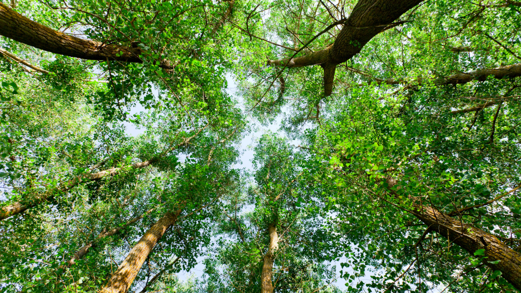 Cimes des arbres vues du dessous