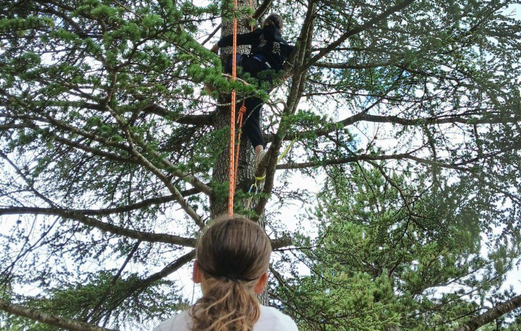 Des enfants pratiquent la grimpe d'arbre dans les cèdres de Valdie